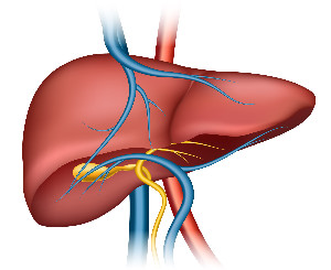 Liver $1,017,800