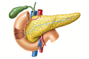 Pancreas $609,400