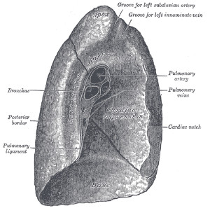 Singular lung $1,810,700