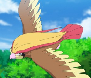 Pidgeot (Pigeot)