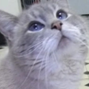 Gibson (Talking Kitty Cat)