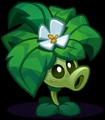 Cano-Pea