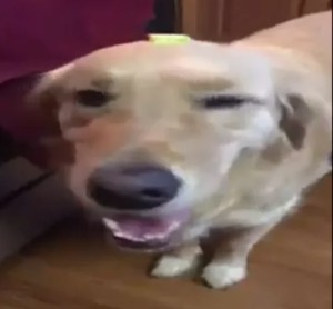 Butter Dog