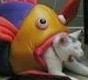 Cat in need of Saving