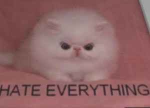 Hateful Kitten