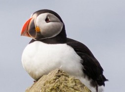 Puffin :)