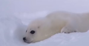 Seal :)