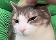 Side Eye Cat
