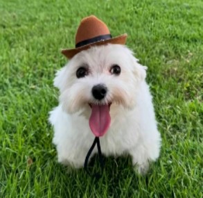 The Fanciest Boy