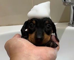 The Silliest Boy