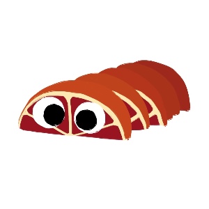 Ruby Peelbug