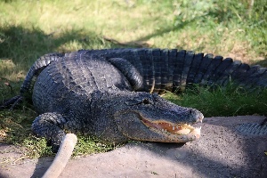 Alligator/Crocodile