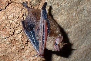 Bat
