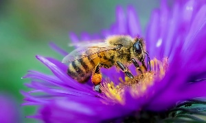 Bee