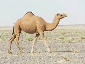 Camel