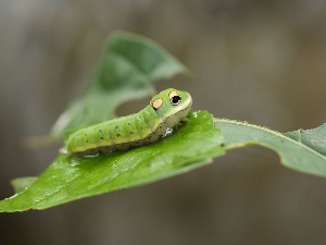 Caterpillar