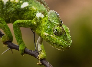 Chameleon
