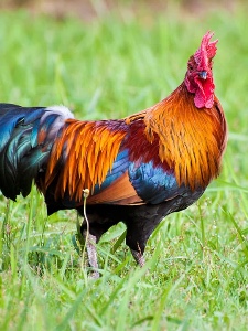 Chicken