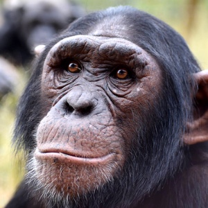 Chimpanzee