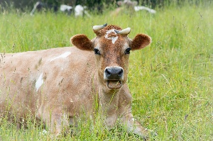 Cow