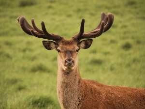 Deer
