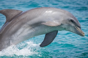 Dolphin