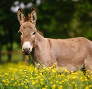 Donkey