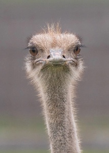 Emu/Ostrich