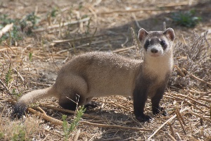 Ferret