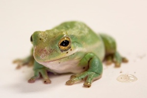 Frog/toad
