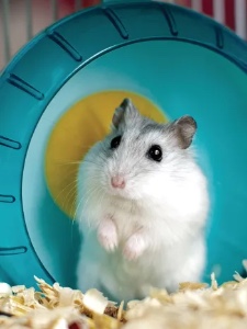 Gerbil