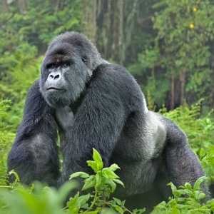 Gorilla