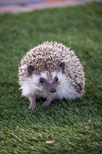Hedgehog