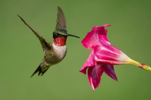 Hummingbird