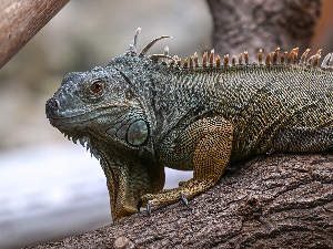 Iguana