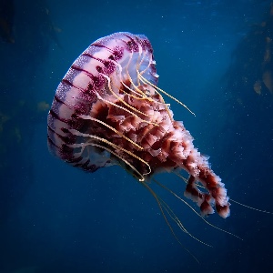 Jellyfish