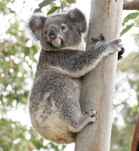 Koala Bear