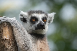 Lemur