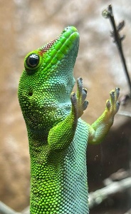 Lizard