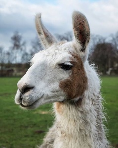 Llama