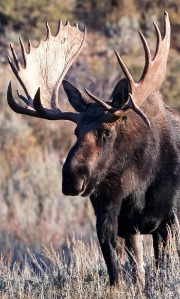 Moose