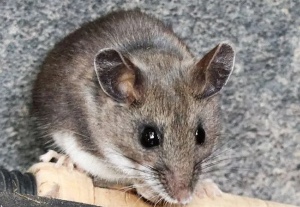 Mouse