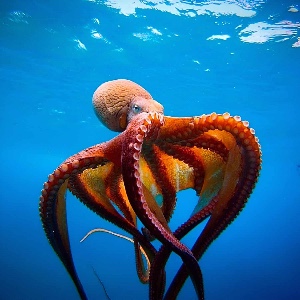 Octopus