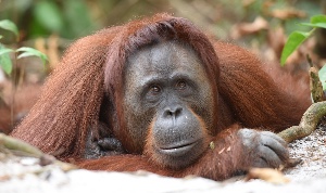 Orangutan