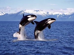 Orca Whale