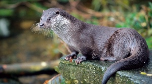 Otter