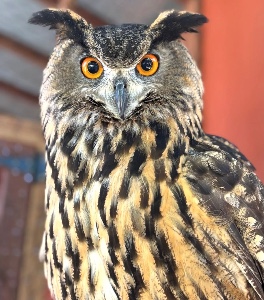 Owl