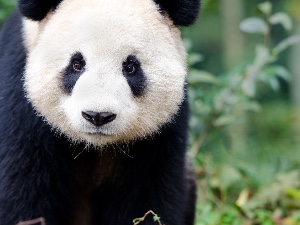 Panda Bear