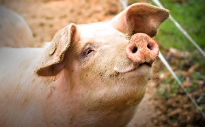 Pig
