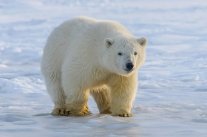 Polar Bear